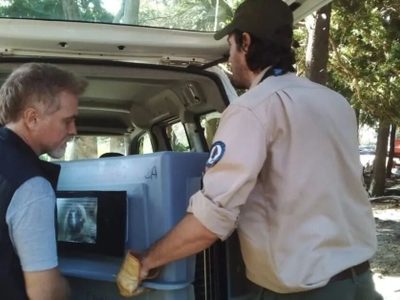 El cóndor que cayó al lago Traful fue trasladado a Temaikén y luego será liberado