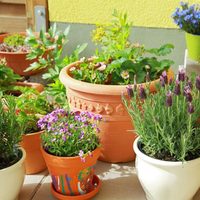 Si todavía usás macetas plásticas, te estás perdiendo esta joyita que es furor entre amantes de las plantas
