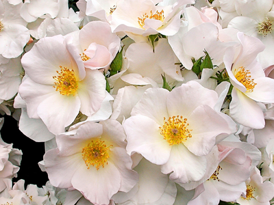 La rosa que florece en otoño y tiene solo 5 pétalos pero hermosos y llenos de color