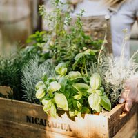 Cuatro plantas aromáticas que te ayudarán a evitar las plagas