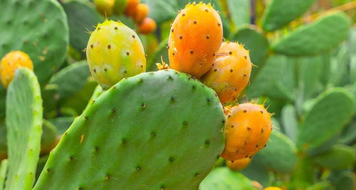 Cactus. Fuente: (Instagram)