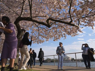 Japón regalará 250 cerezos nuevos a EU para reemplazar los cientos que serán talados por obras