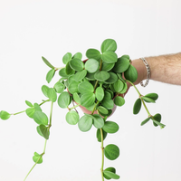 La pequeña planta que es milagrosa para la salud de tu familia, solo con tenerla en tu casa