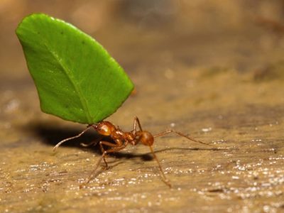 Desorientadas: el cuestionado truco para que las hormigas no se coman tus plantas más caras