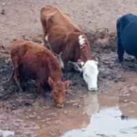 Productores de Santo Domingo denuncian desvíos de agua y mortandad de animales por la sequía