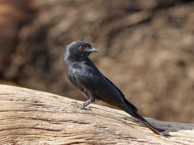 No es el buitre: el pájaro que roba comida con tanta habilidad que parece entrenado