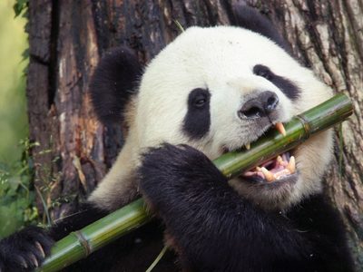 Los pandas evolucionaron para poder comer bambú hace 6 millones de años, según un nuevo estudio