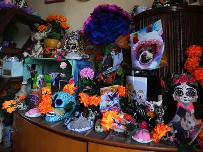 Que nadie se olvide de sus mascotas: altares del Día de Muertos en México también honran a animales