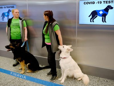 Finlandia: prueban en el aeropuerto a perros que pueden detectar el coronavirus