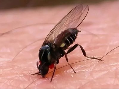 Alerta por la proliferación del barigüí, la mosca negra que corta la piel y causa una fuerte irritación