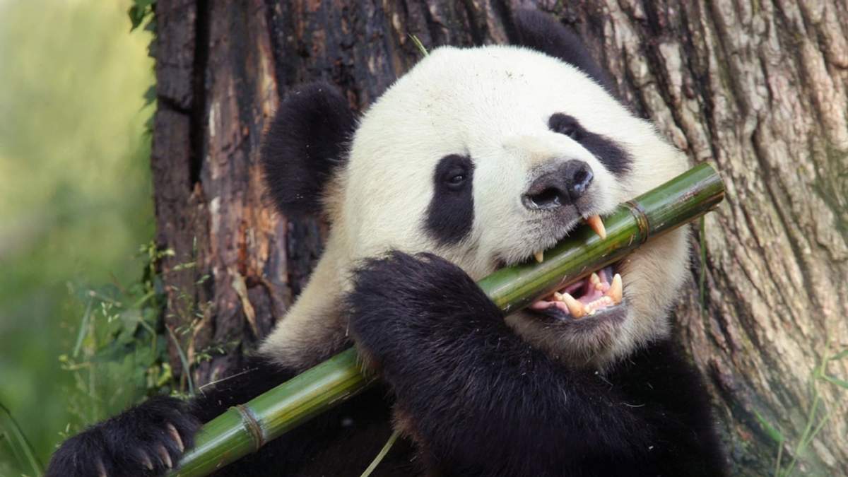 Panda. Fuente: (Twitter)