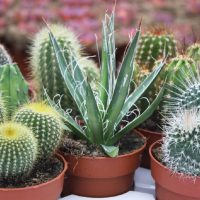 3 secretos viveristas y re fáciles para trasplantar tus Cactus sin pincharte con las espinas