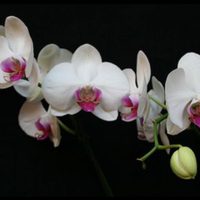 ¿Tenés orquídeas en casa? Así te pueden ayudar a encontrar el amor, según el Feng Shui