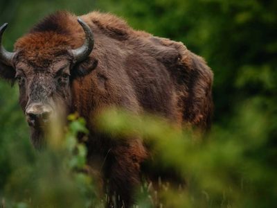 El bisonte europeo vuelve a caminar libremente por el Reino Unido después de miles de años