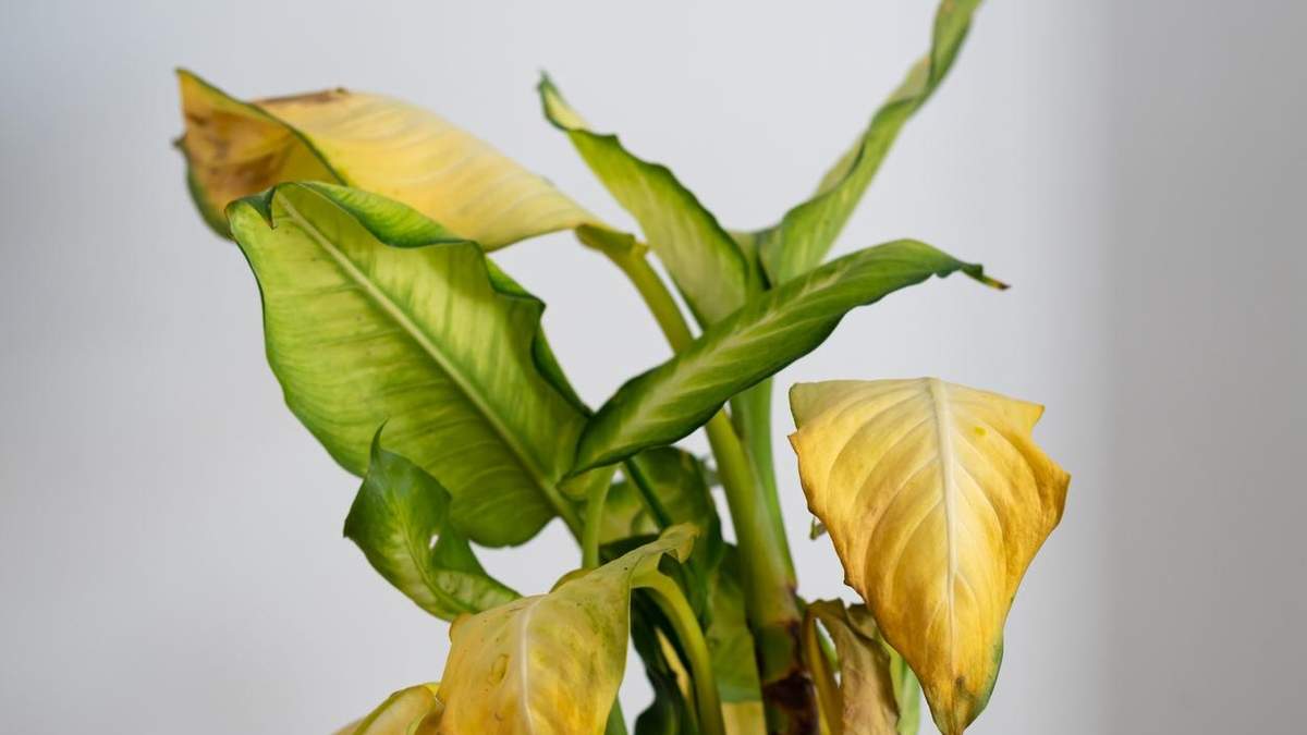 Planta. Fuente: (Instagram)