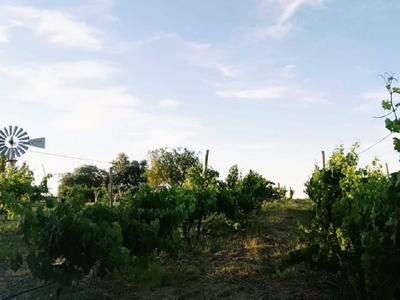 Viñas del Lago Pellegrini: el rincón de la Patagonia para disfrutar de buen vino y calma