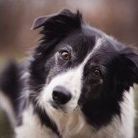 Curiosidades del border collie, un perro que es inteligente, cariñoso y muy buen actor