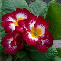 Así tenés que podar tus plantas Primavera o Prímula para que florezcan sanas y no se sequen