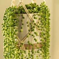 Seguro no lo sabías: 3 secretos para que tu planta del rosario crezca hermosa y se llene de cuentas