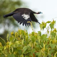Curiosidades de la Yacutinga: el ave de hermosas plumas que habita en la selva y que fue reconocida como Monumento Nacional