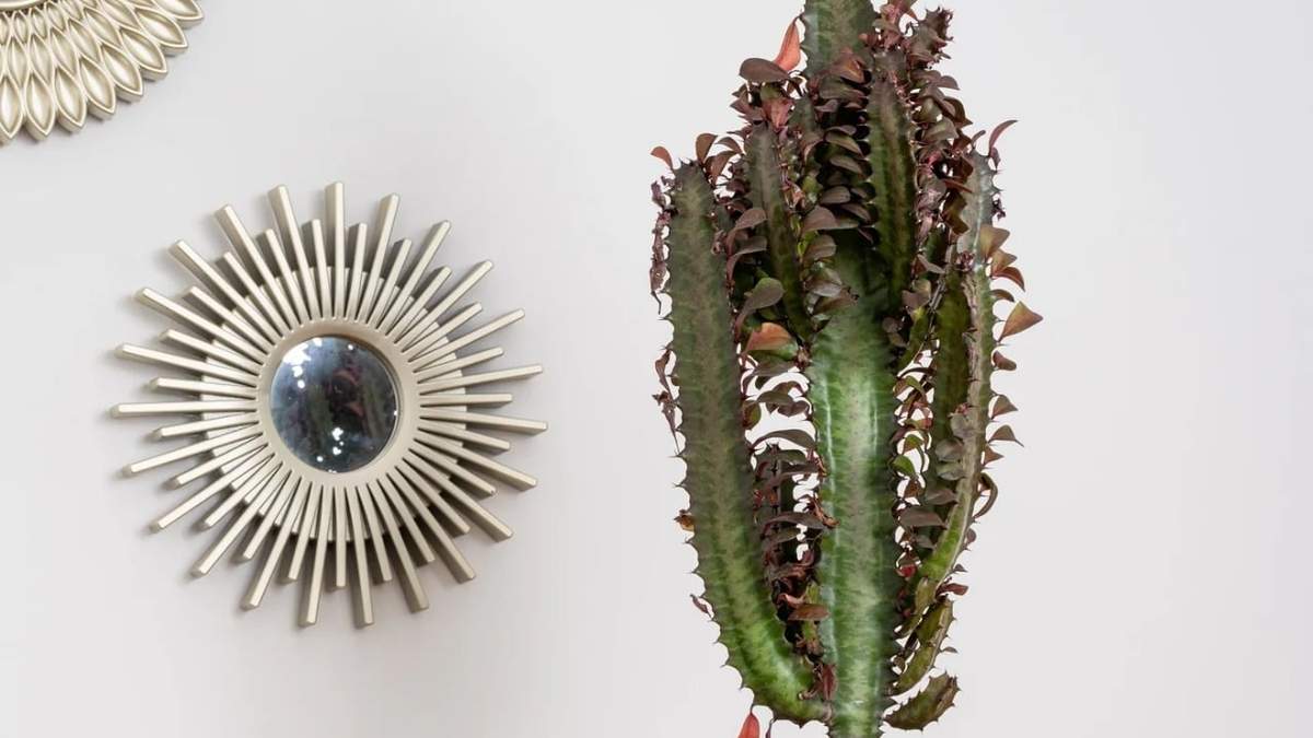 Euphorbia Trigona. Fuente: (Instagram)