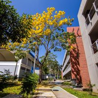 Universitarias de Nayarit piden medidas urgentes ante riesgos por el confinamiento