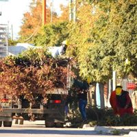 Municipalidad de Zapala: comenzó con la temporada de poda en la ciudad