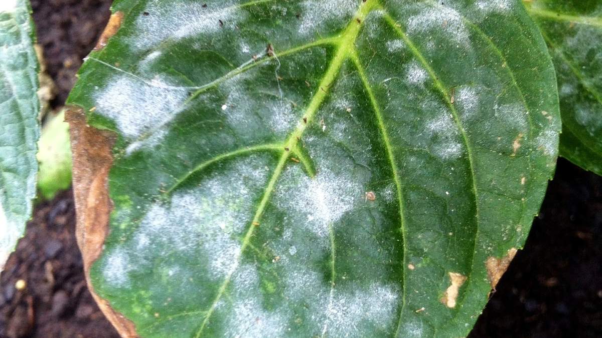 Planta. Fuente: (Instagram)