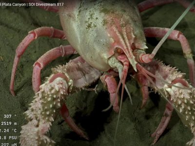 Las impresionantes criaturas que encontró el Conicet en Mar del Plata