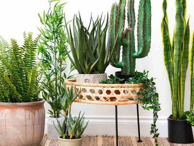 Conocé este truquito viverista para proteger las plantas que tenés en macetas de las heladas
