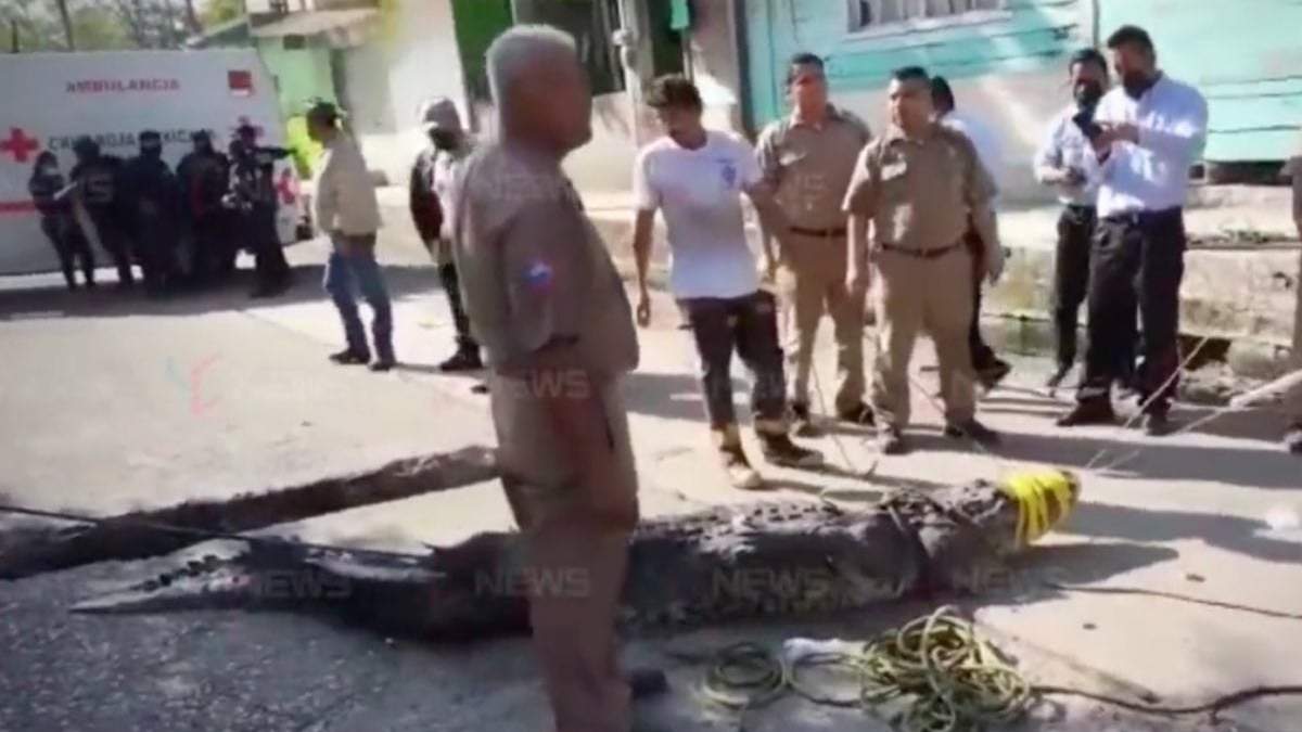 El animal fue capturado
