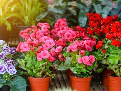3 plantas que logran dar flores si las tenés en el interior de tu casa: pero primero tenés que saber esto
