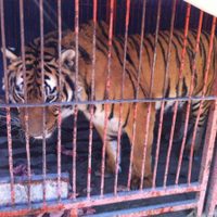 Rescata la Profepa a tigre maltratado en la delegación Tlalpan
