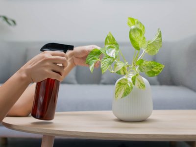 La fórmula mágica y barata para alejar a los gusanos de tus plantas: tomá nota