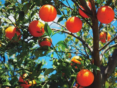 El sencillo truco de los jardineros para que tu árbol frutal crezca sano y dé frutos todos los años