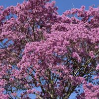 El árbol que necesitás en la vereda de tu casa si querés tener sombra en el verano: mirá cómo germinarlo