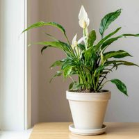 4 plantas que son perfectas para poner en tu dormitorio porque purifican el aire y mejoran el sueño