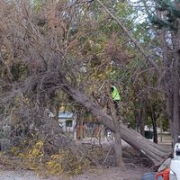 El intenso viento en Neuquén rajó una carpa de circo,  volteó grandes ramas y árboles de gran porte