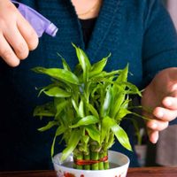 Cómo potenciar el cuidado del bambú de la suerte, la planta que necesitás sí o sí en casa
