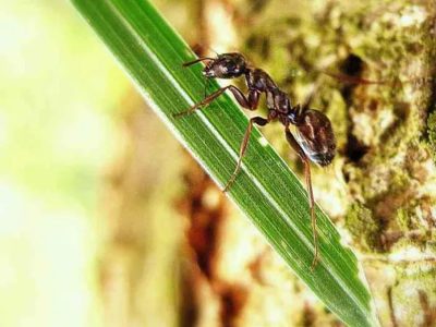El truco más efectivo para terminar de una vez y para siempre con las hormigas coloradas en tu jardín