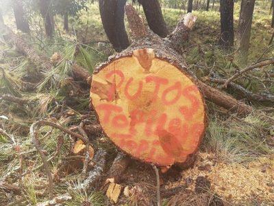 Brigadistas fueron atacados al descubrir a presuntos talamontes en San Miguel Topilejo