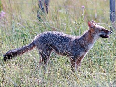 Curiosidades del zorro gris pampeano: el astuto nativo que ahora se deja ver en el conurbano bonaerense