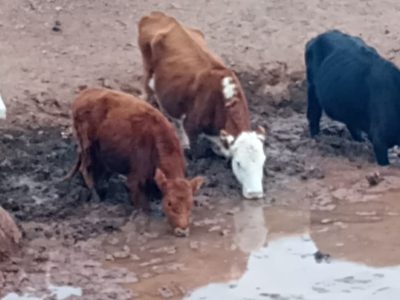 Productores de Santo Domingo denuncian desvíos de agua y mortandad de animales por la sequía