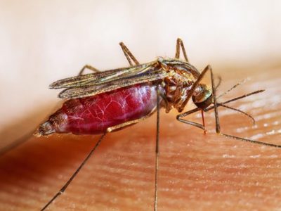 Detectan en Coahuila caso de malaria en una migrante embarazada; hay cerco sanitario