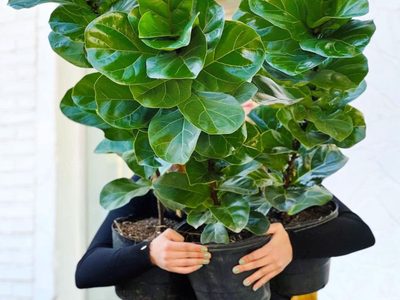 Si se le cayeron las hojas de abajo a tu Ficus Pandurata, aplicá este truco para que vuelva a crecer frondosa y rozagante