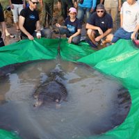 Pescaron en Camboya al pez de agua dulce más grande jamás visto