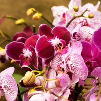 Lo que los jardineros callan: el truco más fácil para reproducir tus Orquídeas sin gastar un solo peso