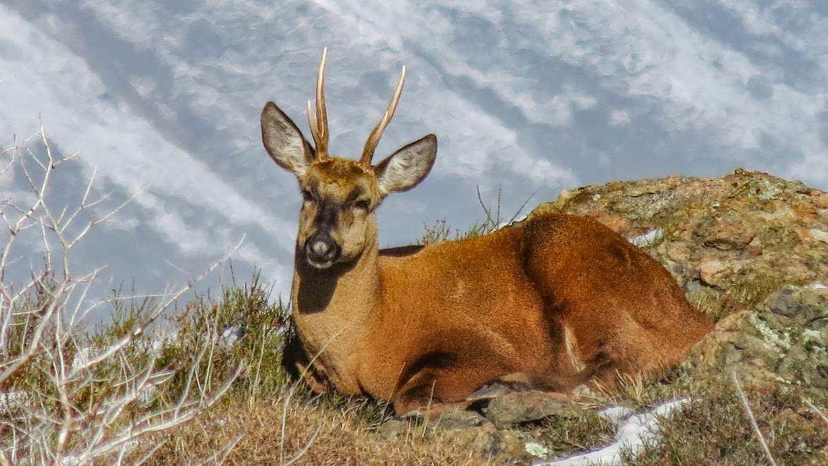 Huemul. Fuente: (Twitter)