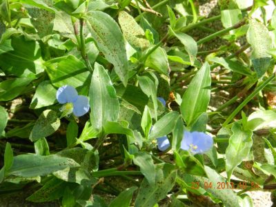 La planta que crece como yuyo en tu jardín, pero que es un tesoro para tu salud digestiva
