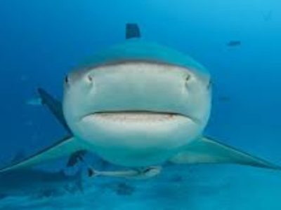 Fue un tiburón toro el que atacó a María Fernanda en Melaque, Jalisco